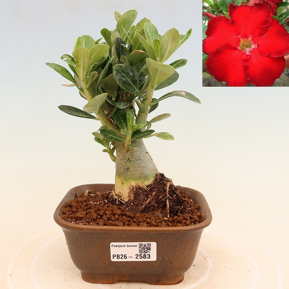 Szobabonsai – Adenium obesum Red Star – Sivatagi rózsa
