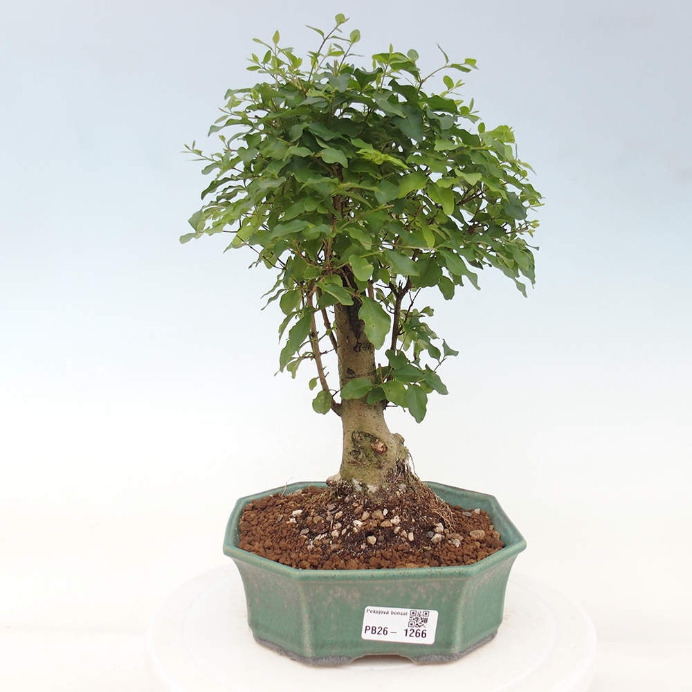 Szobai bonsai -Ligustrum chinensis - Madárcsőr