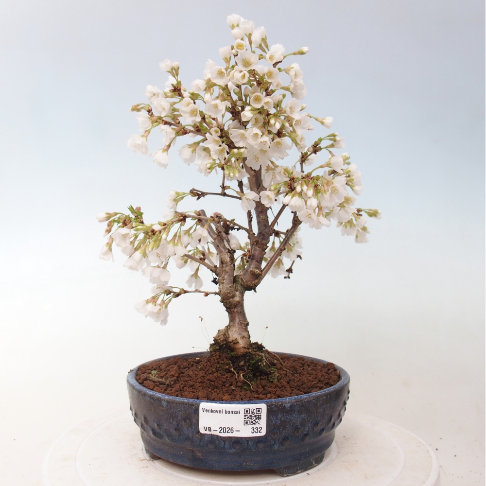 Kültéri bonsai - Prunus incisa Kojou-no mai-Plivon kivágva