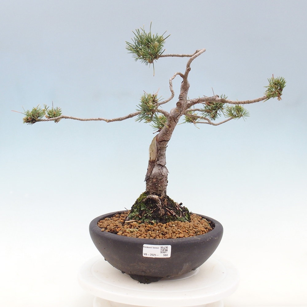 Kültéri bonsai - Pinus Sylvestris Watererri - erdeifenyő