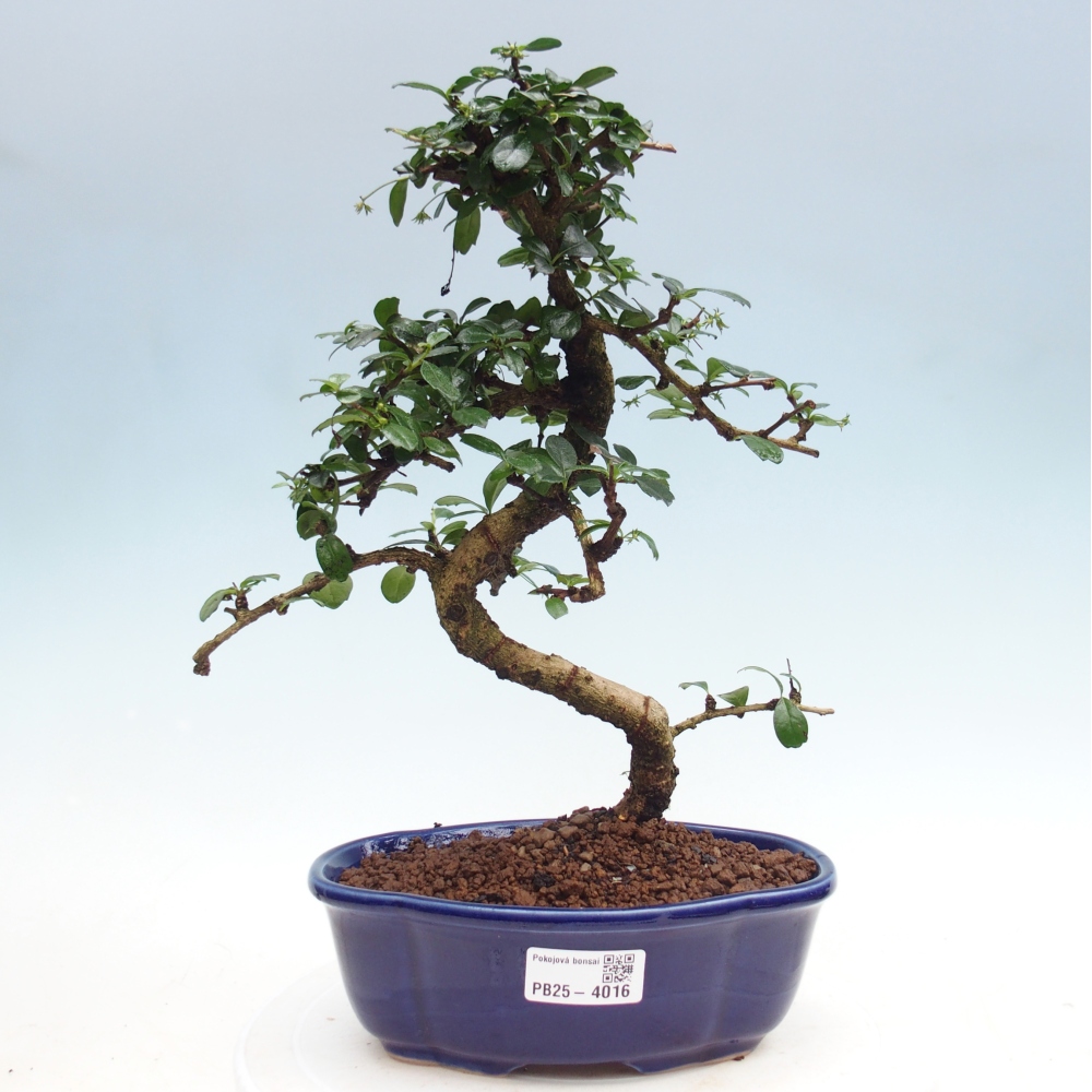 Szobai bonsai - Carmona macrophylla - Tea fuki