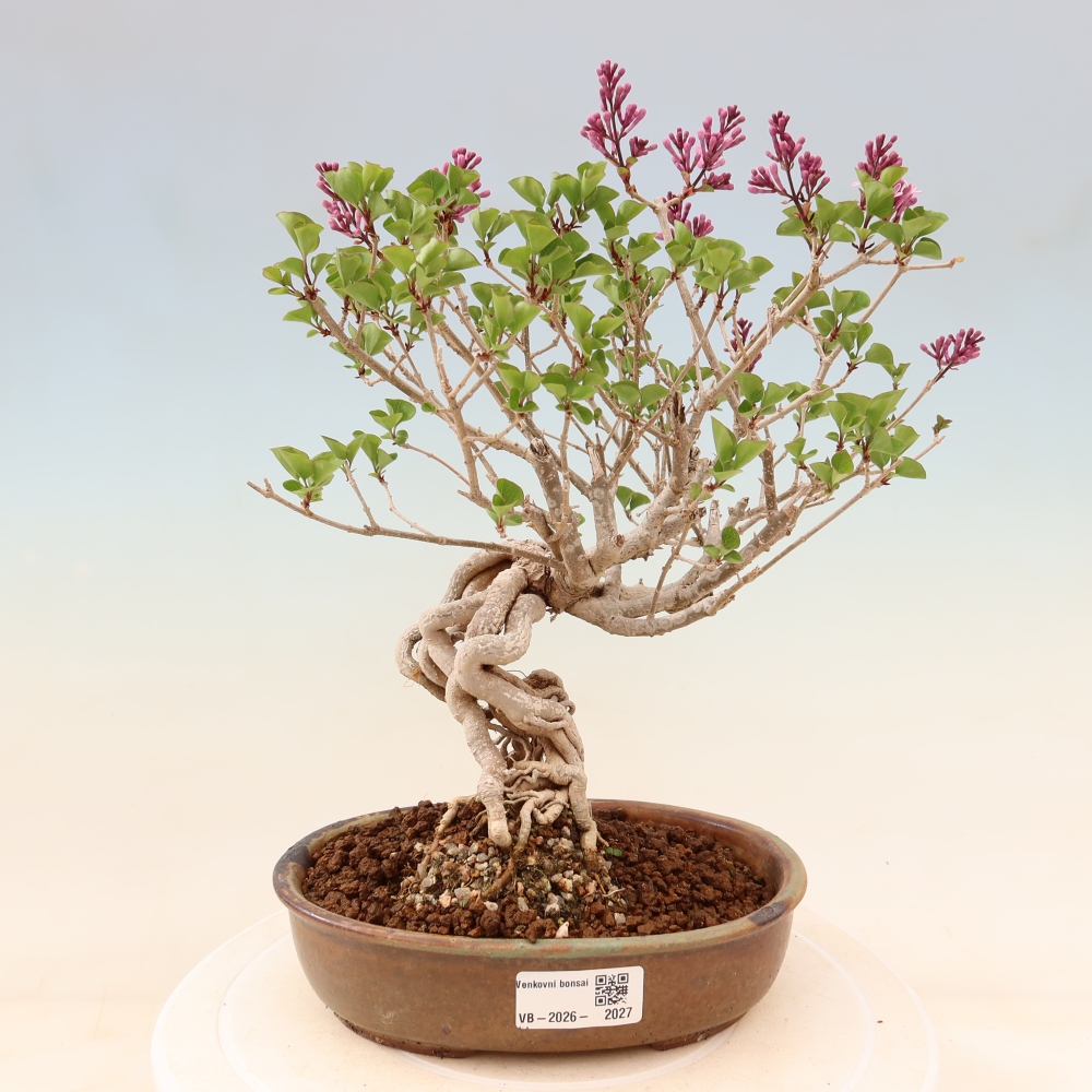 Kültéri bonsai - Syringa microphylla - kisvirágú lila