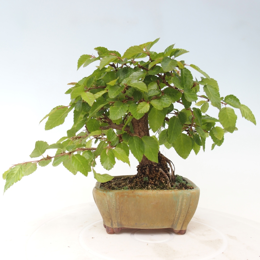 Kültéri bonsai -Carpinus CARPINOIDES - Koreai gyertyánfa