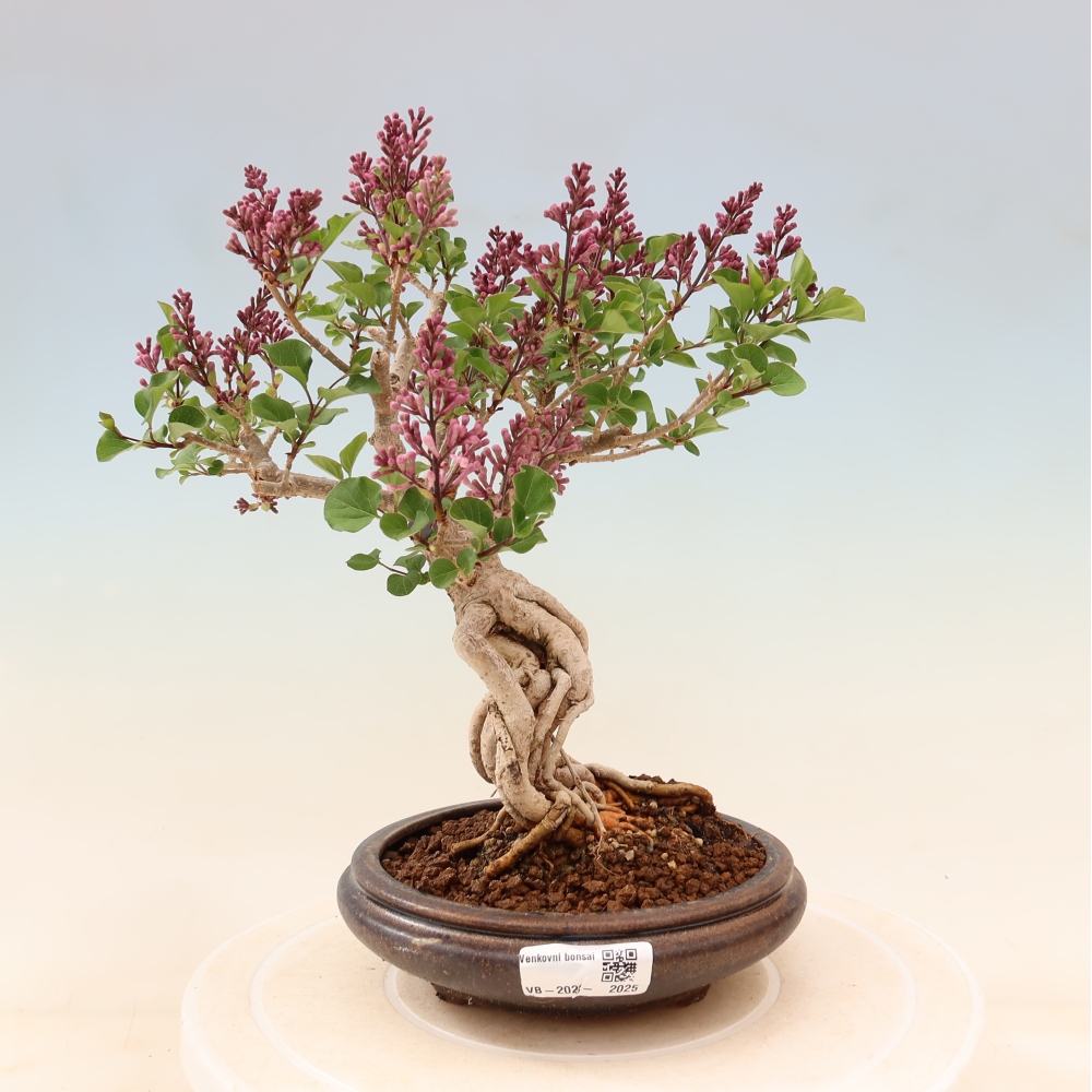 Kültéri bonsai - Syringa microphylla - kisvirágú lila