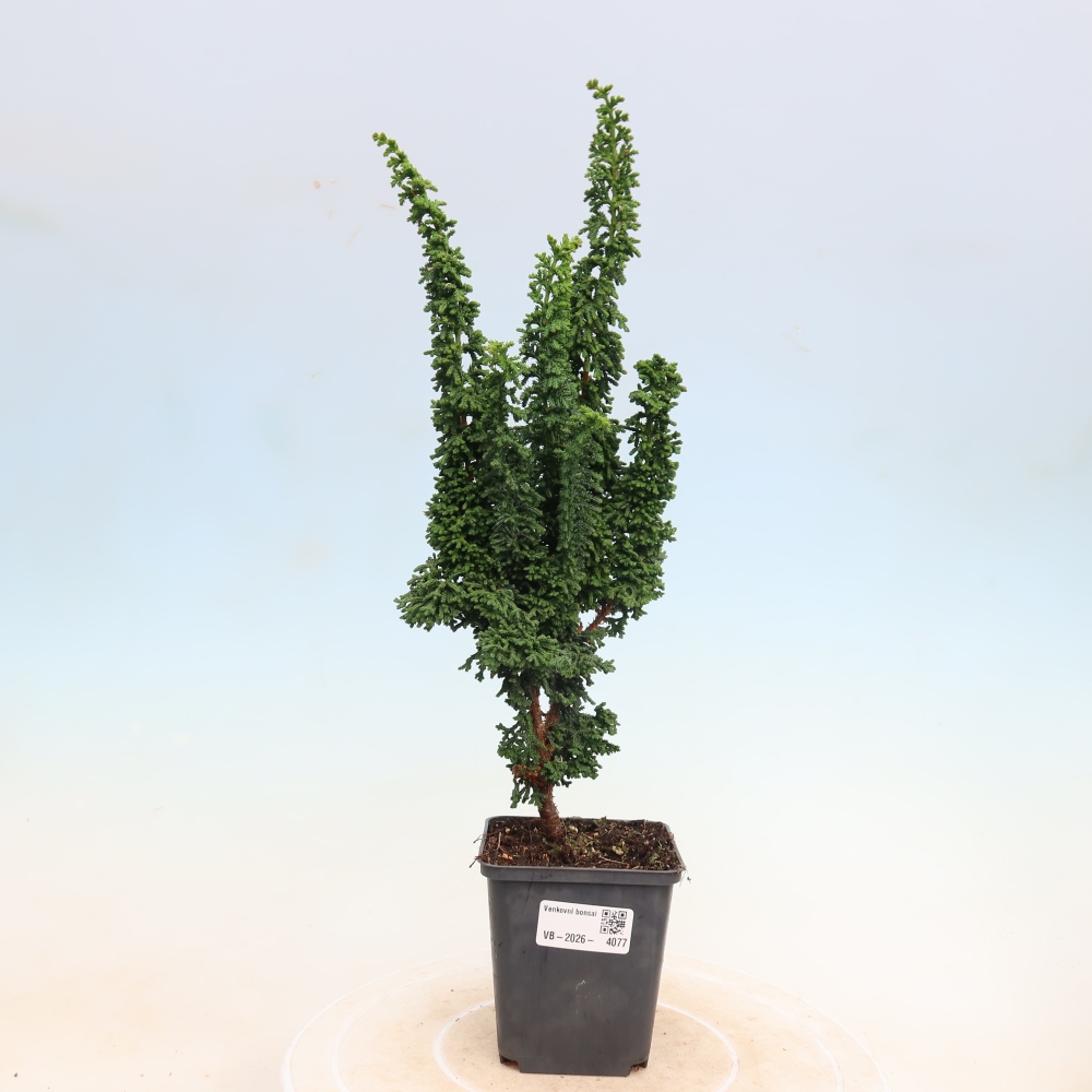 Kültéri bonsai - Cham. obtusa SEKKA HINOKI - Cifra ciprus