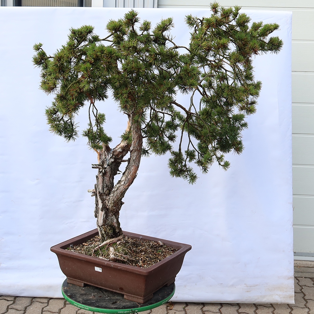 Pinus sylvestris Spanyolország – erdei fenyő