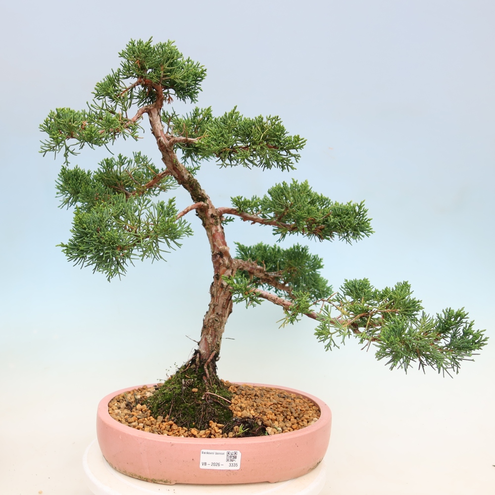 Kültéri bonsai - Juniperus chinensis Kishu