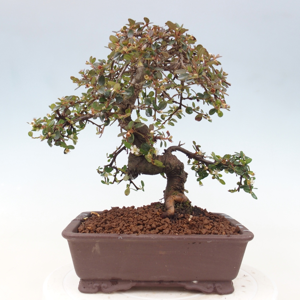 Kültéri bonsai-Cotoneaster dammeri - Damer's Rock