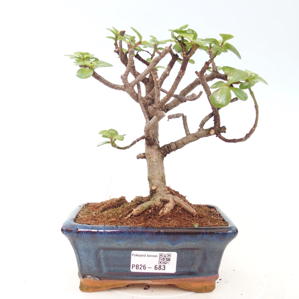 Szoba bonsai - Portulakaria Afra - Tlustice