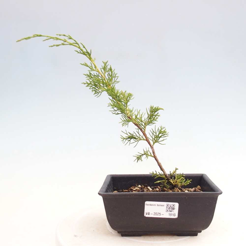 Kültéri bonsai - Juniperus chinensis Itoigawa