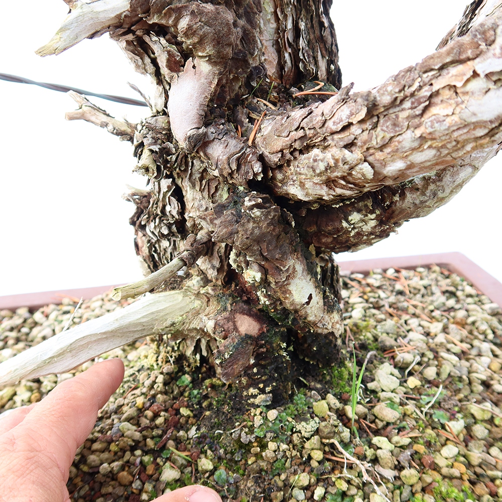 Pinus sylvestris Spanyolország – erdei fenyő