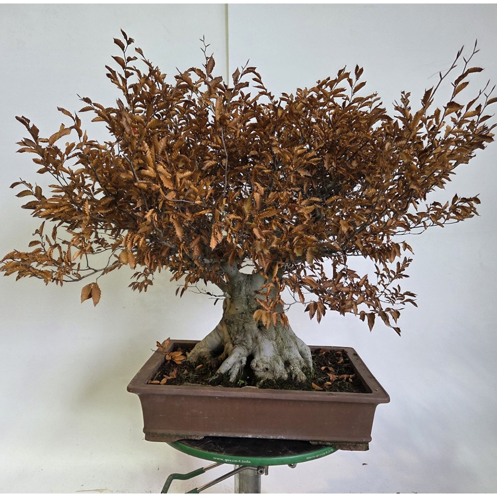 Kültéri bonsai - Fagus crenata