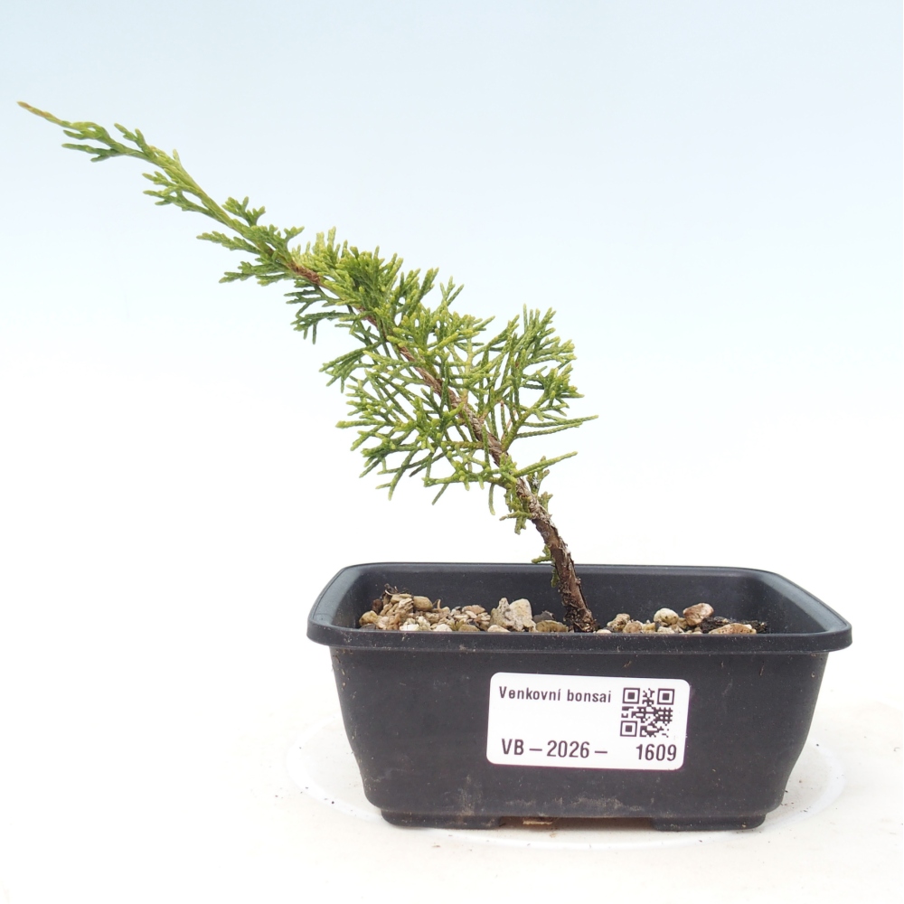 Kültéri bonsai - Juniperus chinensis Itoigawa