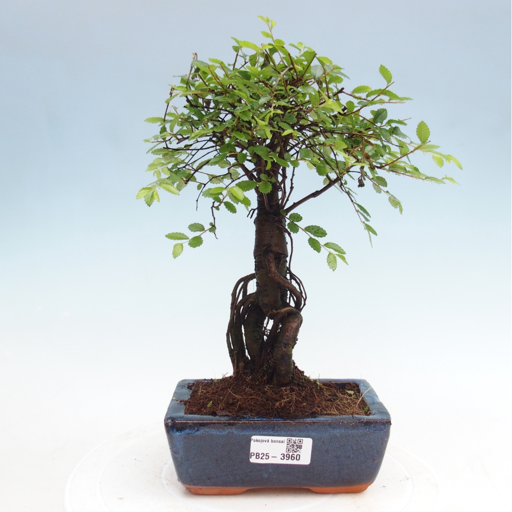 Szobai bonsai - Ulmus parvifolia - Kislevelű szilfa