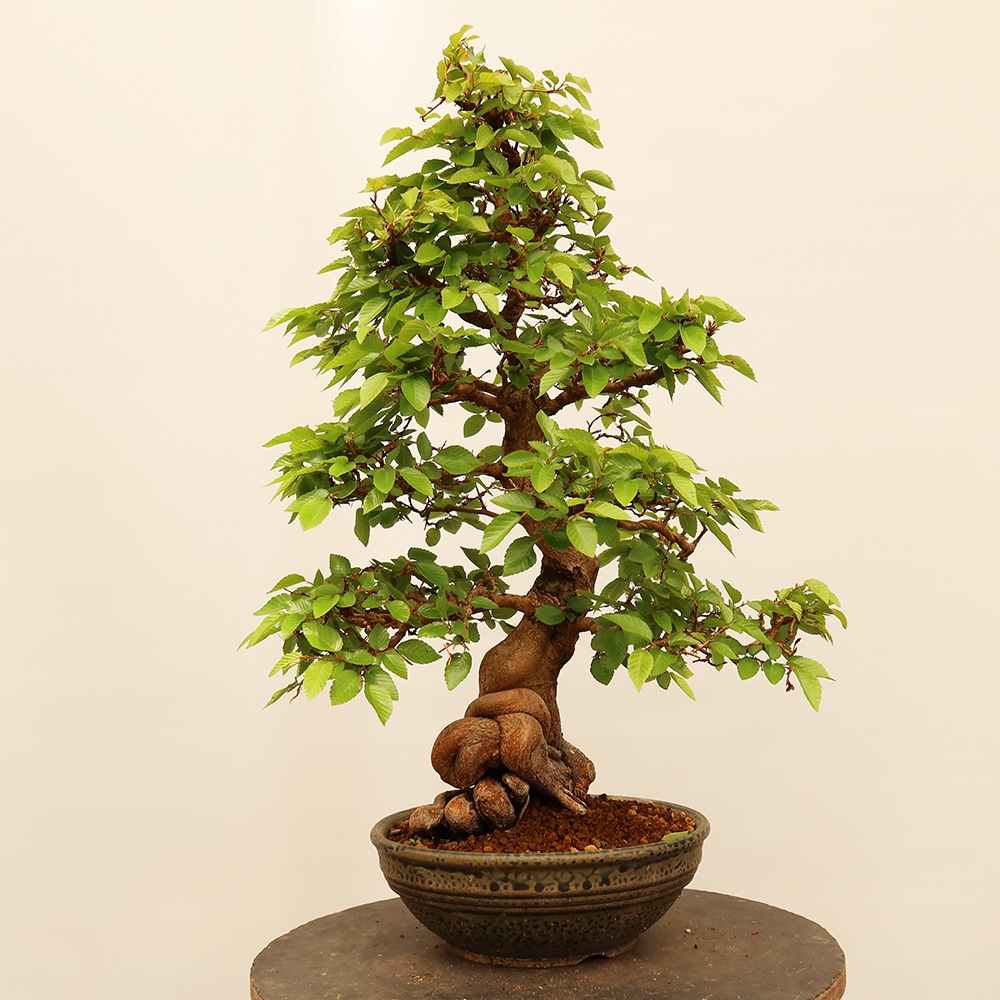 Kültéri bonsai -Carpinus Coreana - Koreai gyertyánfa