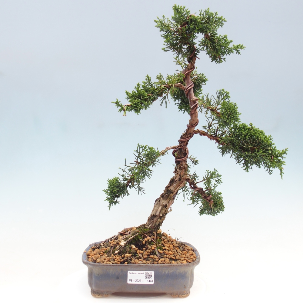 Kültéri bonsai - Juniperus chinensis Kishu