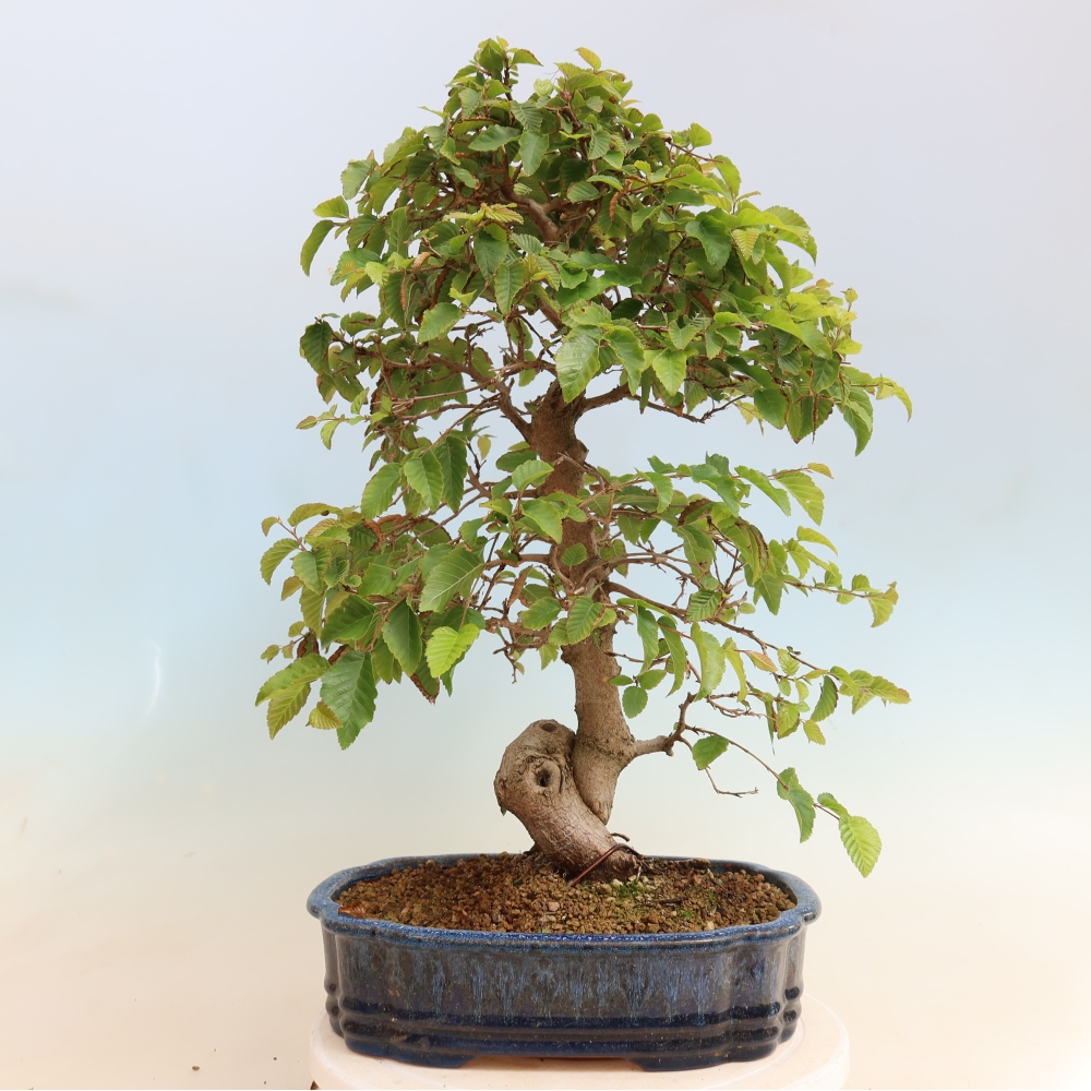 Kültéri bonsai -Carpinus CARPINOIDES - Koreai gyertyánfa