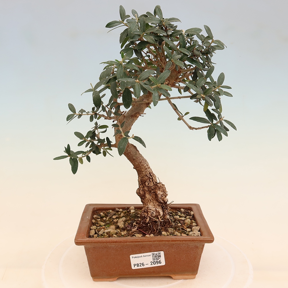 Beltéri bonsai - Olea europaea sylvestris