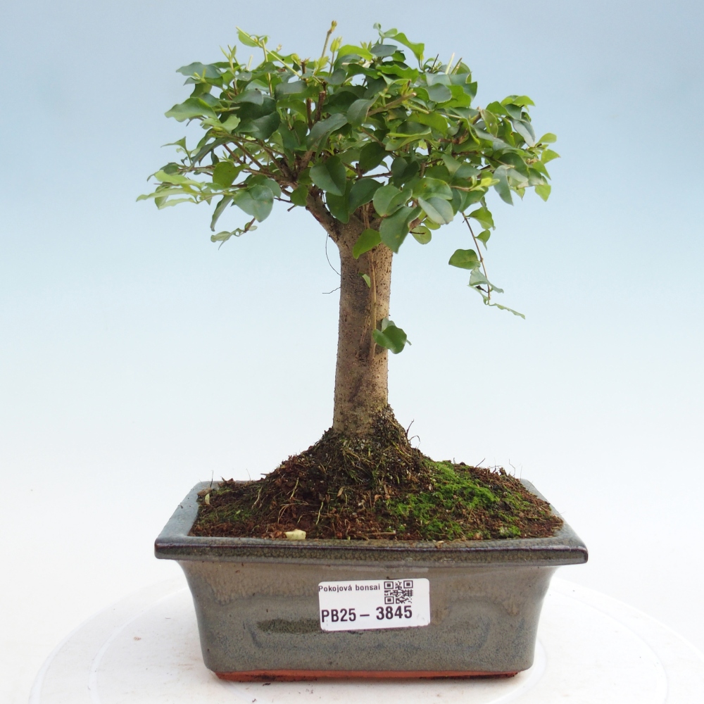Szobai bonsai -Ligustrum chinensis - Madárcsőr