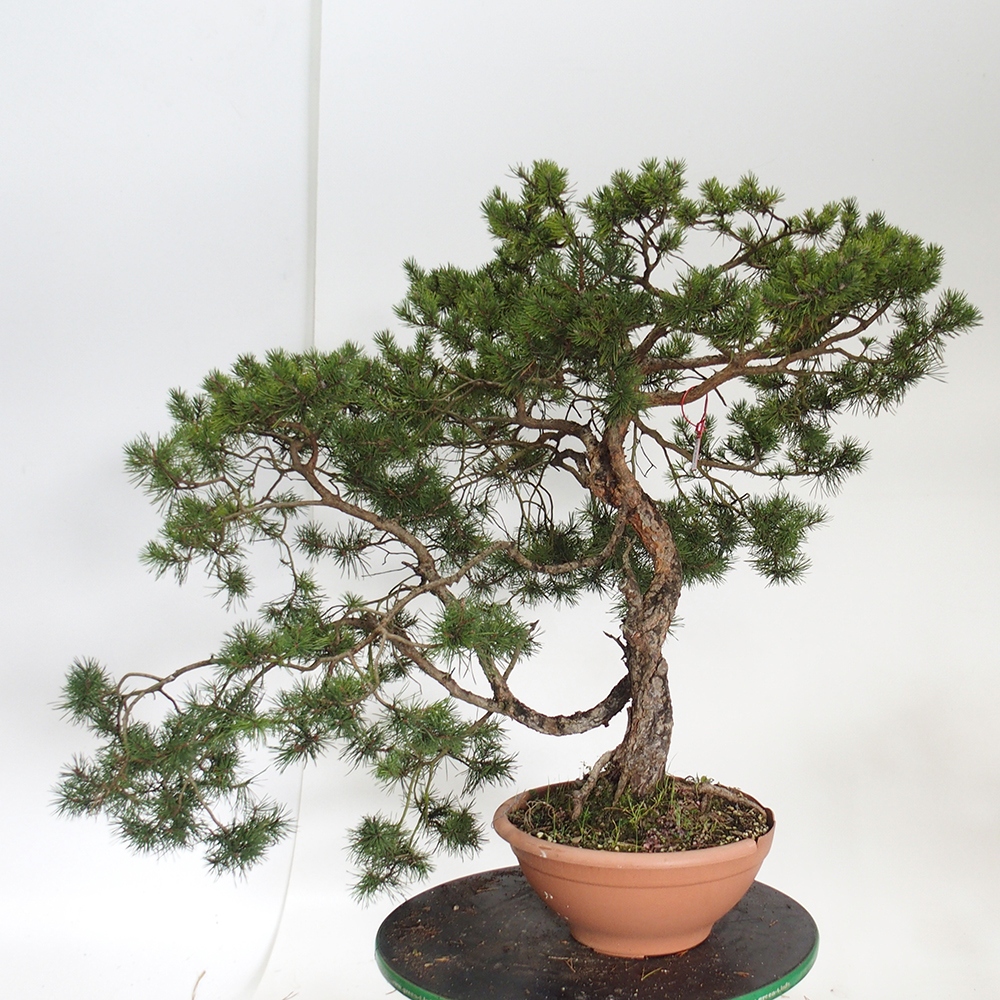 Yamadori - Pinus sylvestris Spanyolország