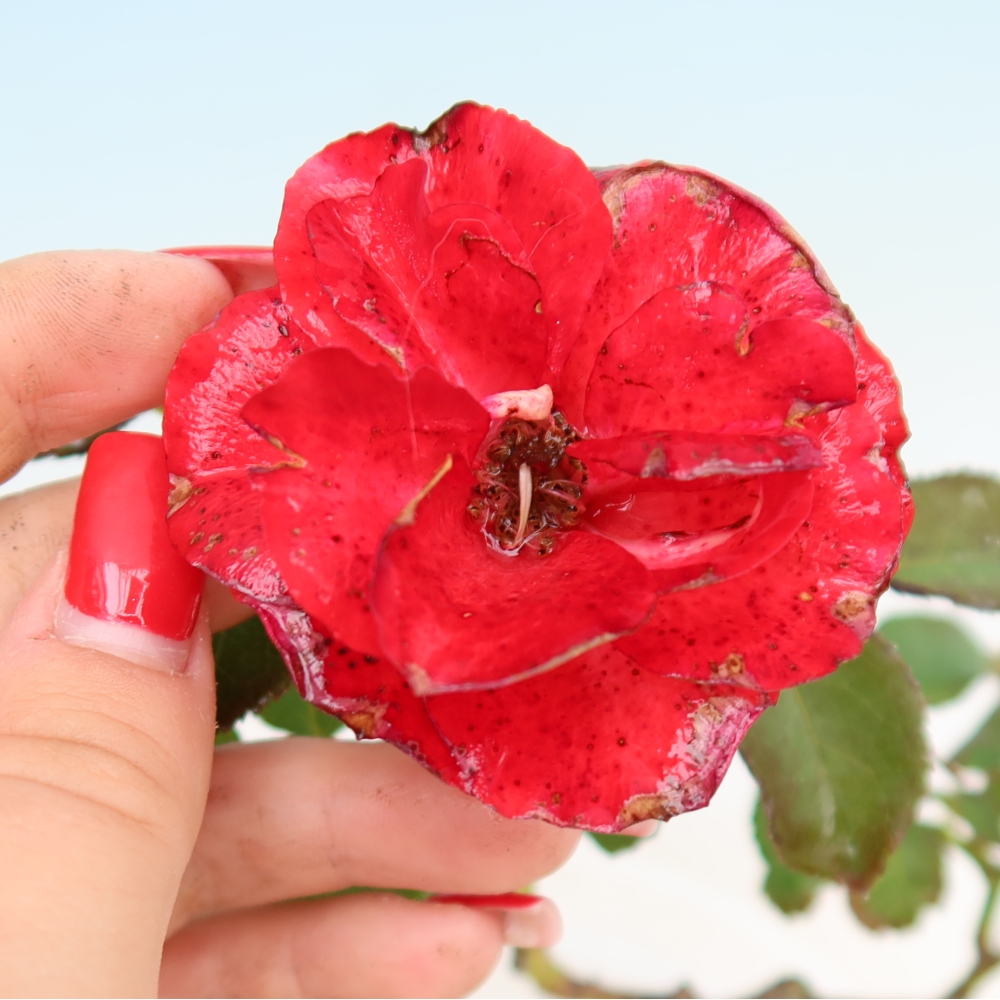 Kültéri bonsai - Rosa Kordes - rózsa