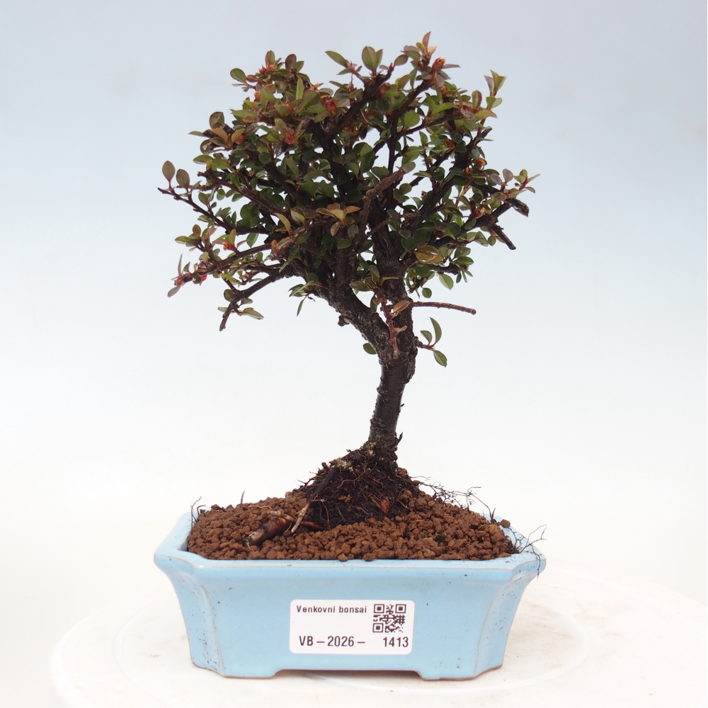 Kültéri bonsai - Cotoneaster horizontalis - Rocky Mountain