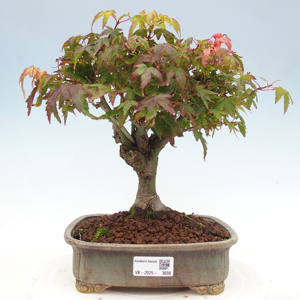 Acer palmatum KIOHIME - Pálma juhar