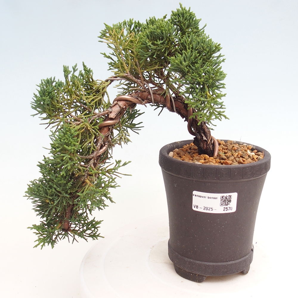 Kültéri bonsai - Juniperus chinensis Kishu