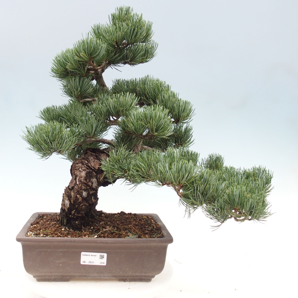 Kültéri bonsai - Pinus parviflora - Pinus parviflora