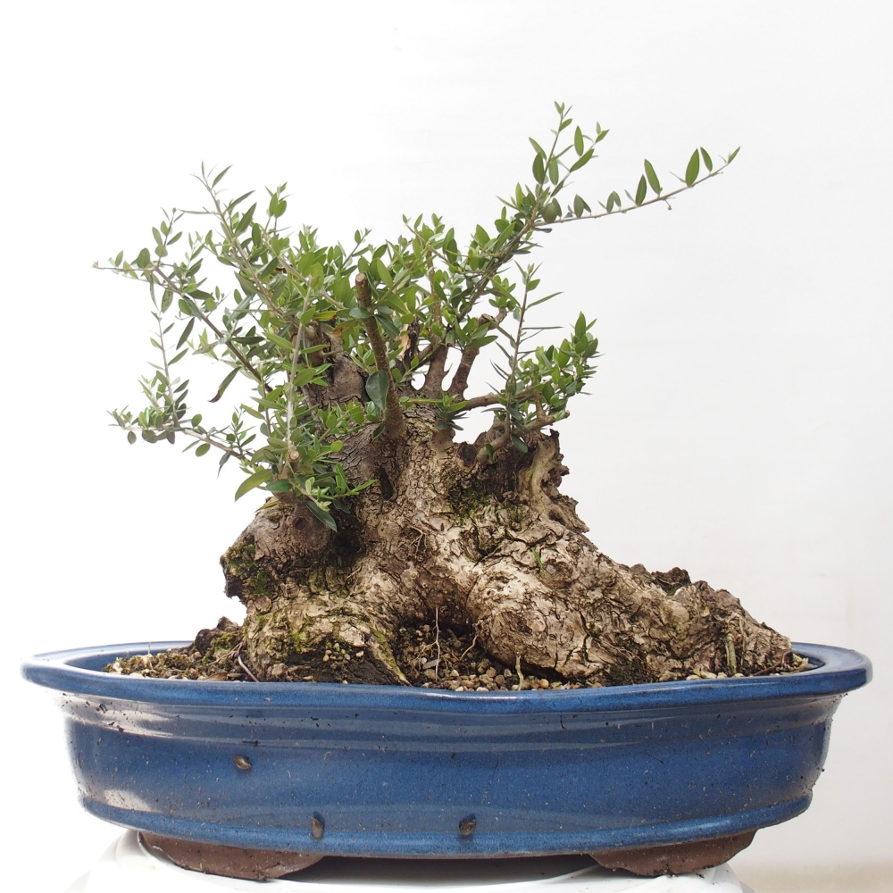Beltéri bonsai - Olea europaea sylvestris