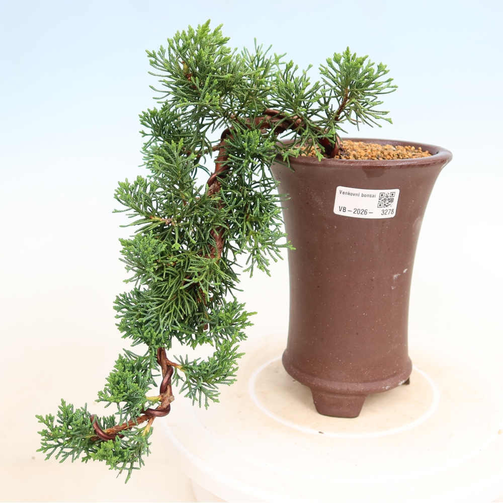 Kültéri bonsai - Juniperus chinensis Kishu
