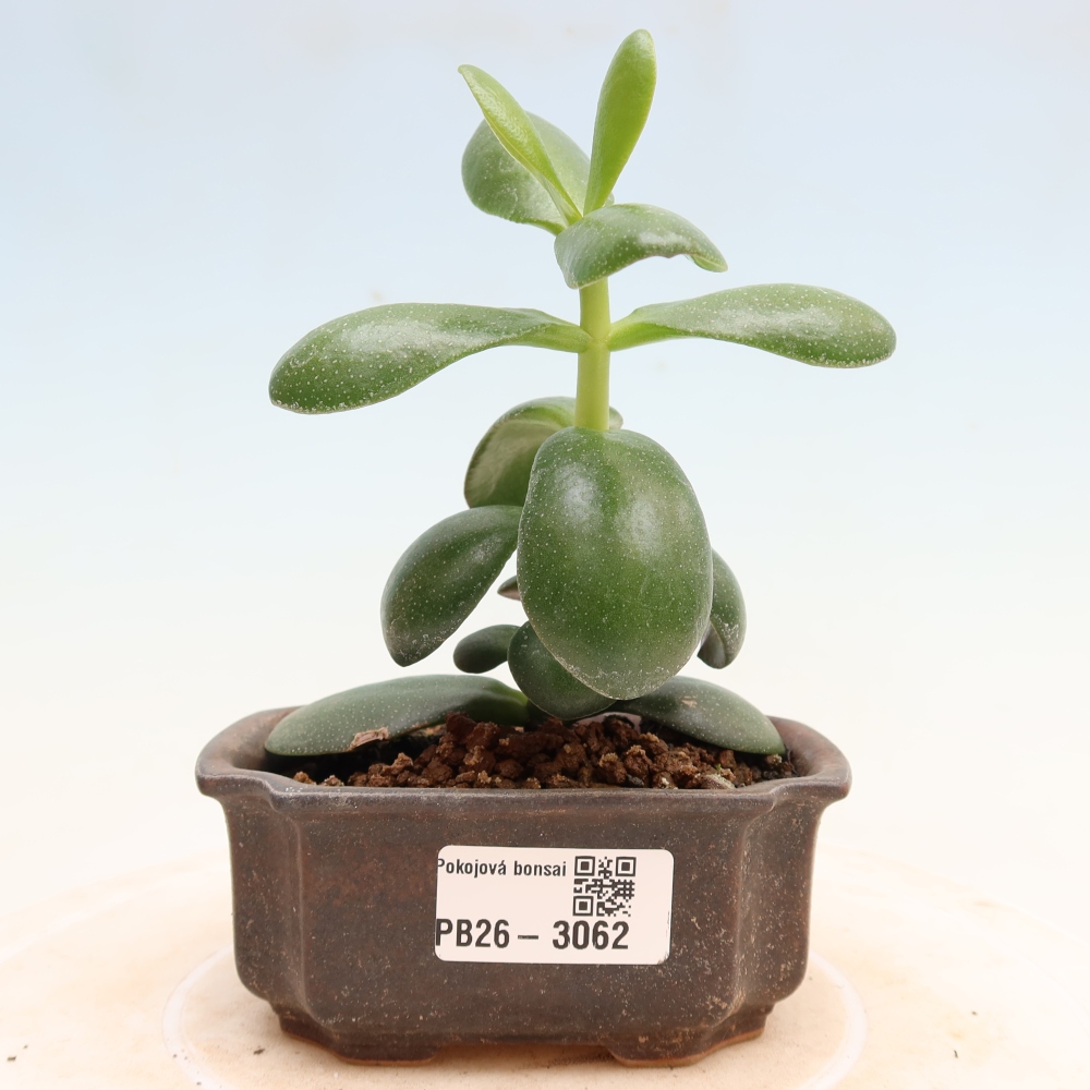 Szobabonsai – Tojás alakú vastaglevél – Crassula ovata