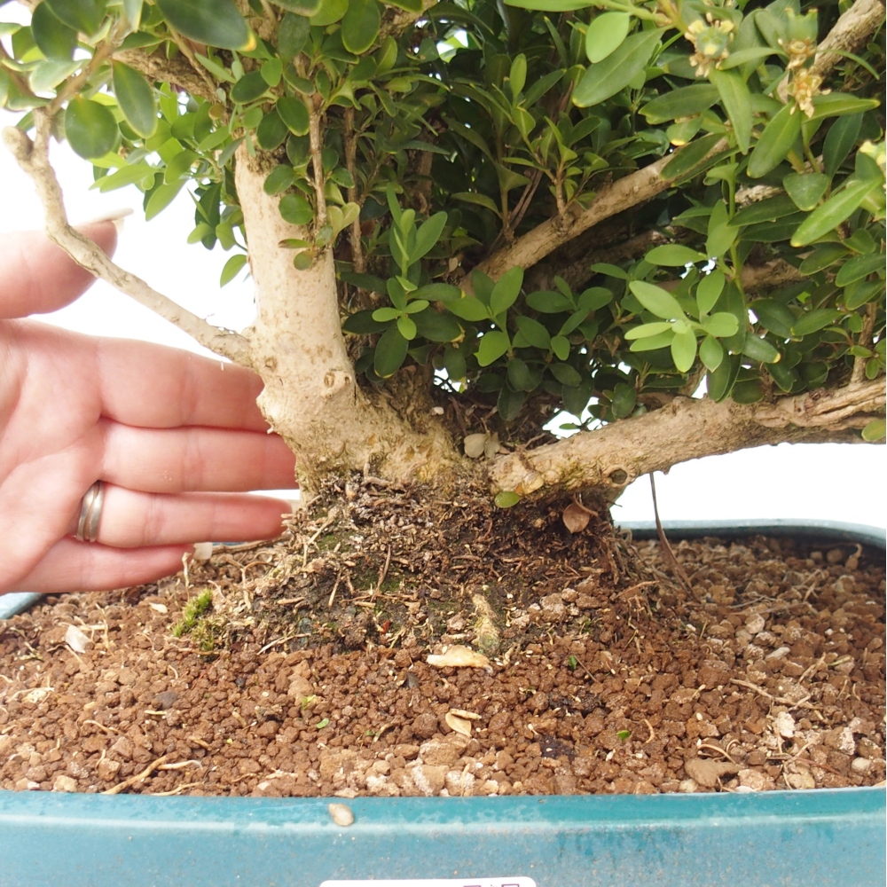 Kültéri bonsai - Buxus sempervirens - puszpáng - boxwood