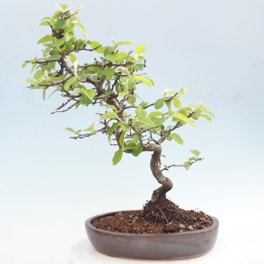 Kültéri bonsai - Chaneomeles chinensis