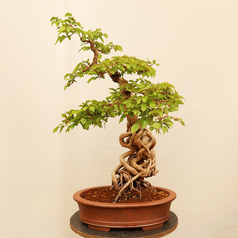 Kültéri bonsai -Carpinus Coreana - Koreai gyertyánfa