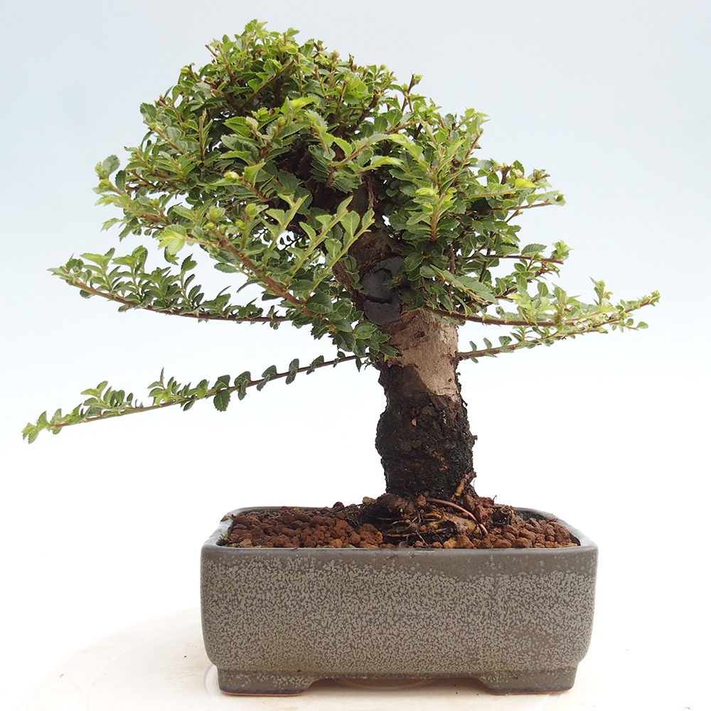 Kültéri bonsai - Ulmus parvifolia Hokkaido - Kínai szil - Ulmus parvifolia Hokkaido