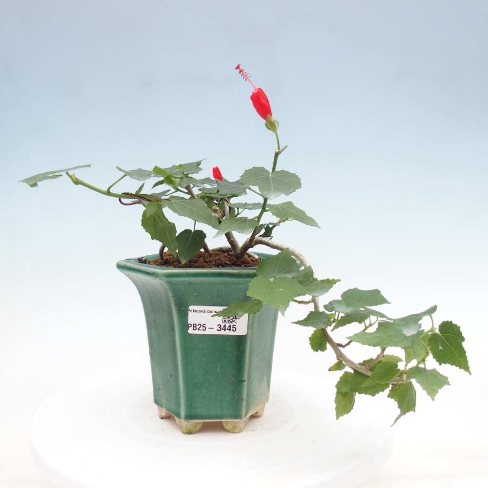 Beltéri bonsai - Malvaviscus arboreus