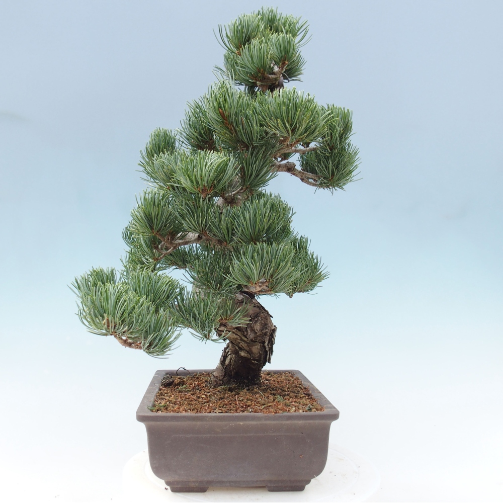 Kültéri bonsai - Pinus parviflora - Pinus parviflora