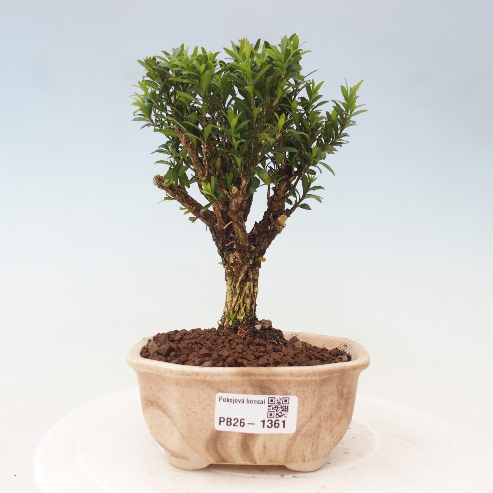 Szobai bonsai - Buxus harlandii - parafa buxus