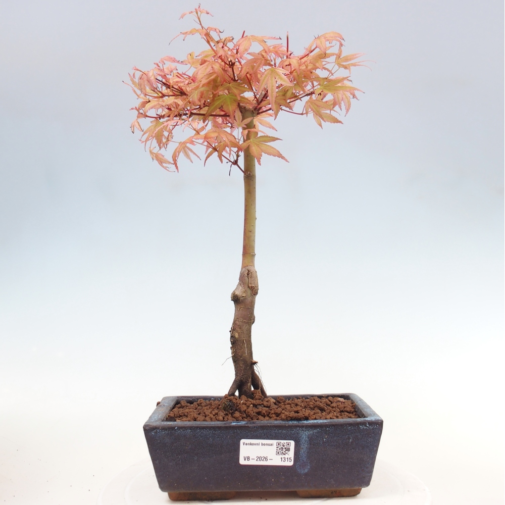 Juhar - Acer palmatum Beni Tsukasa