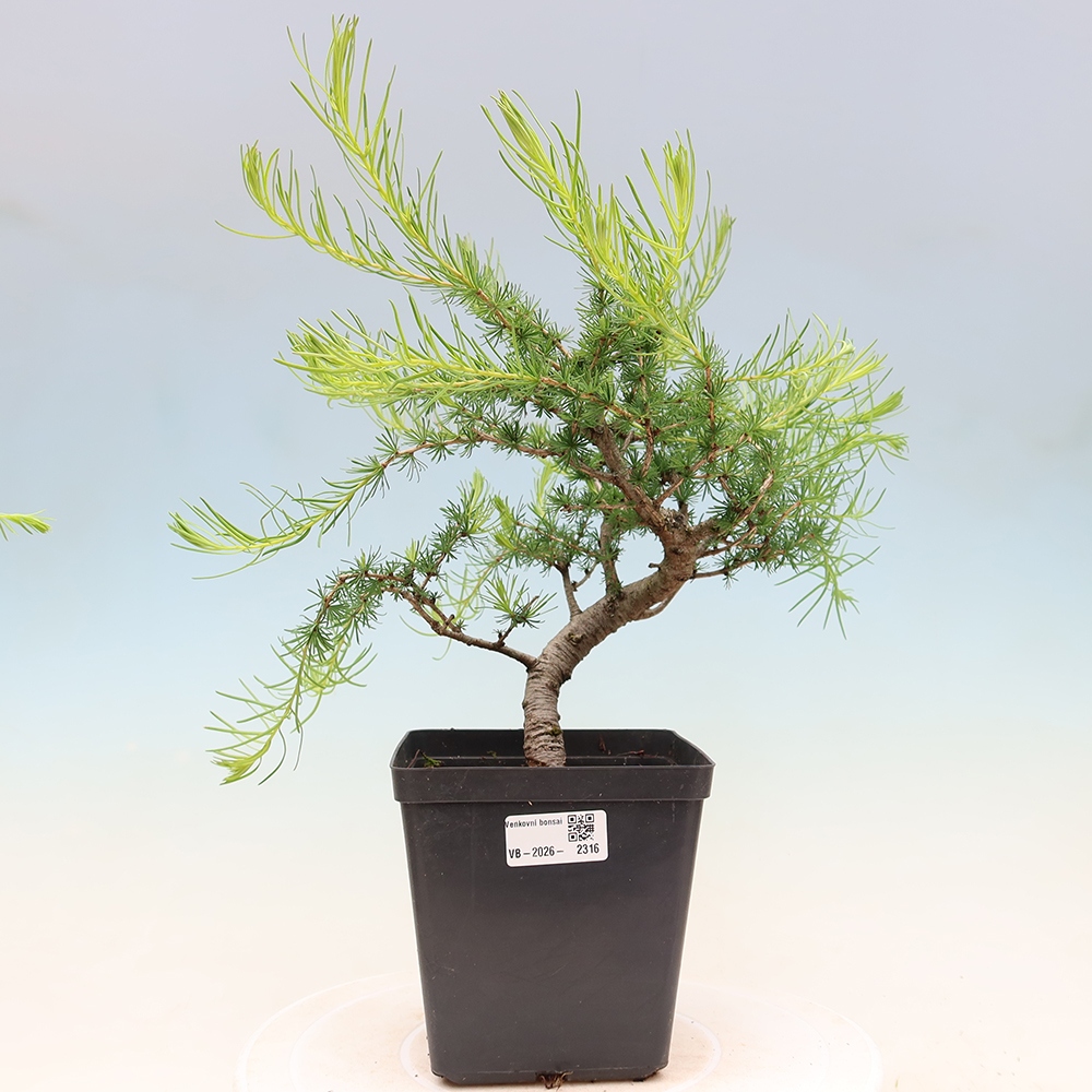 Kültéri bonsai - Larix decidua - vörösfenyő