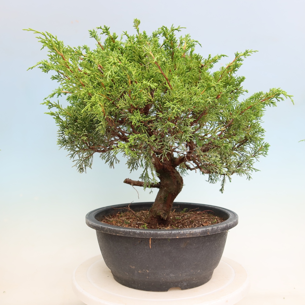 Kültéri bonsai - Juniperus chinensis Itoigawa-Juniperus chinensis
