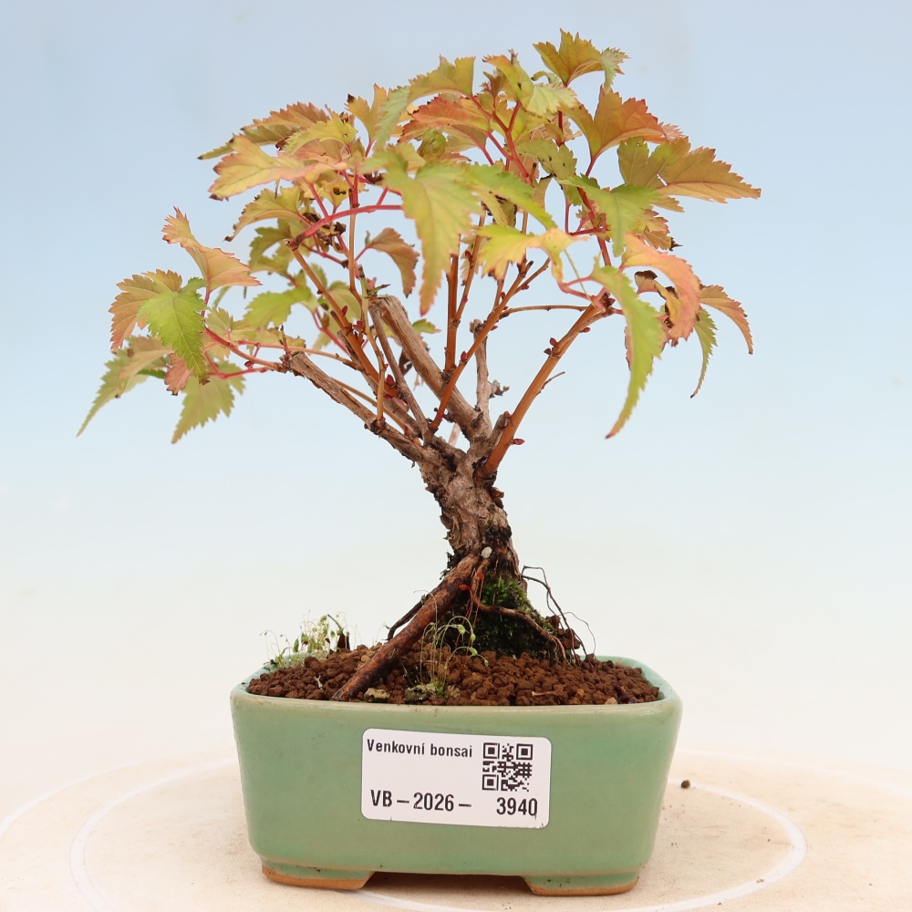 Kültéri bonsai – Stephanandra incisa – Hajlított koronás