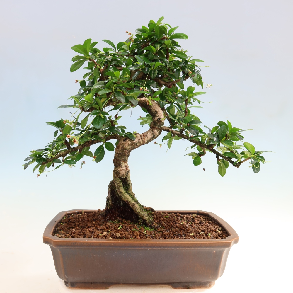 Szobai bonsai - Carmona macrophylla - Tea fuki
