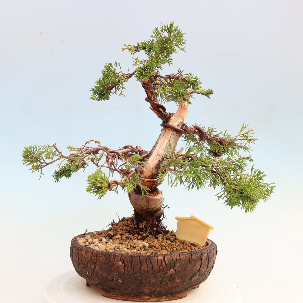 Kültéri bonsai - Juniperus chinensis Itoigawa-Juniperus chinensis