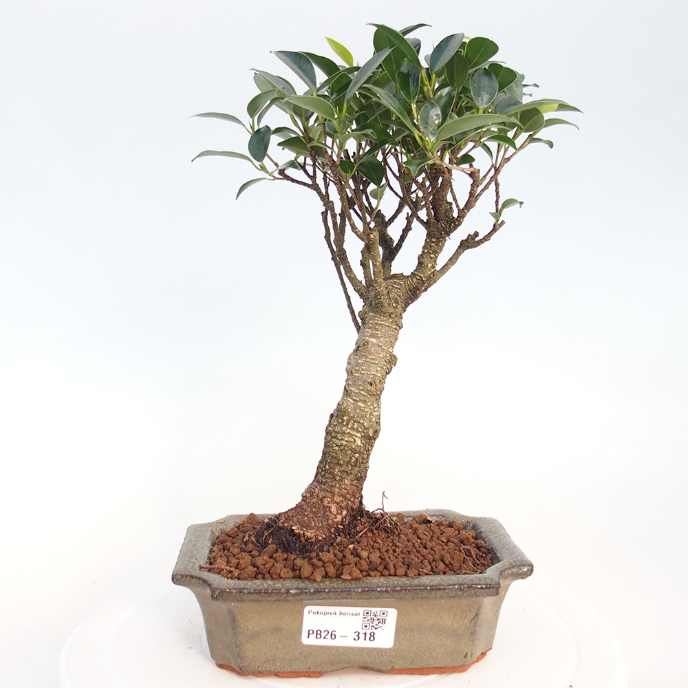 Szobai bonsai - Ficus retusa - kislevelű fikusz