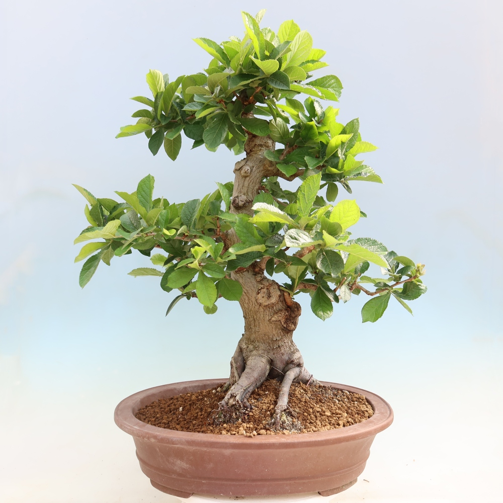 Kültéri bonsai - Photinia villosa