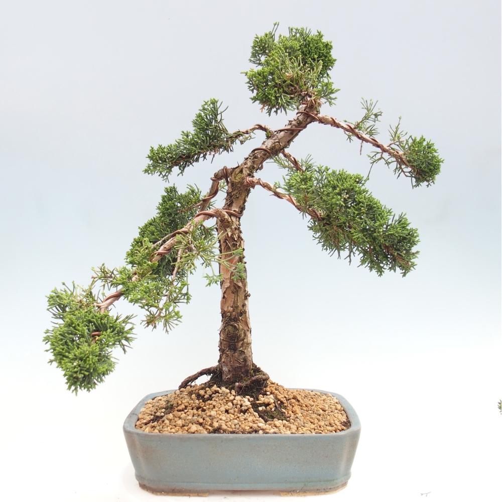 Kültéri bonsai - Juniperus chinensis Kishu