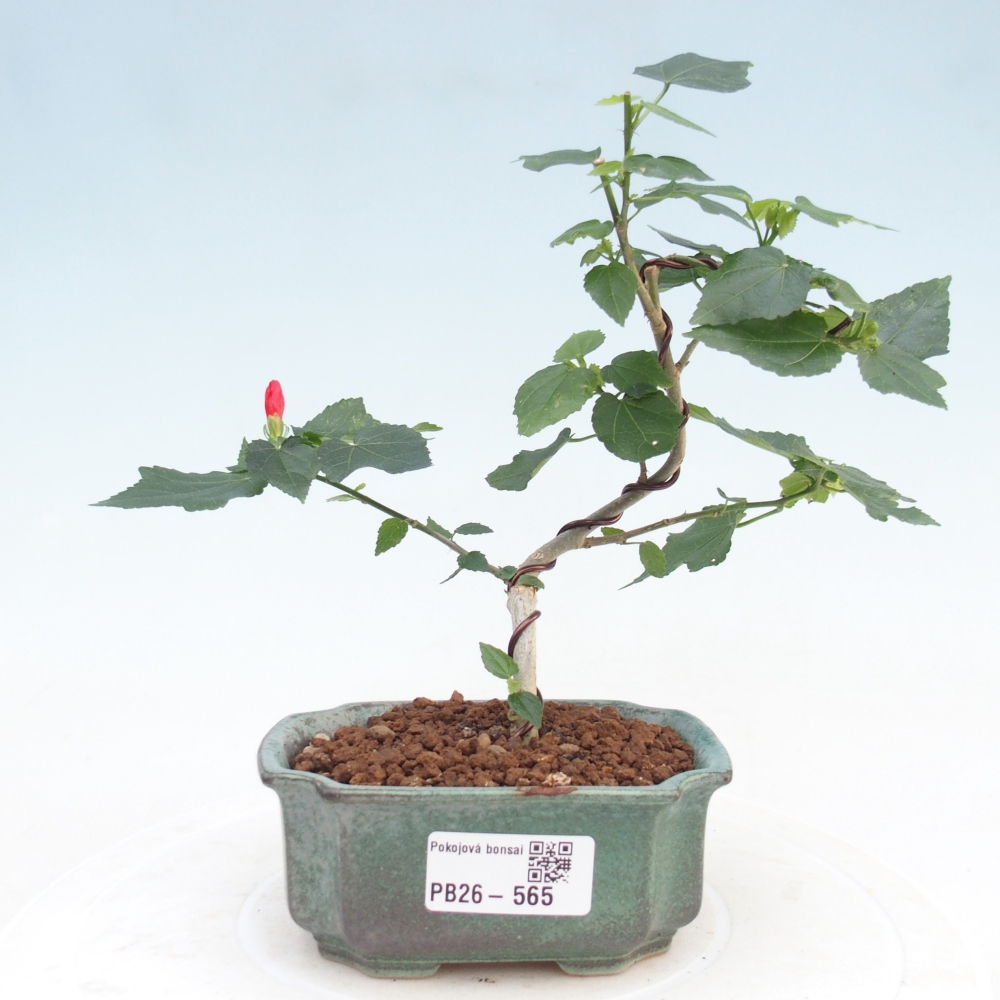 Beltéri bonsai - Malvaviscus arboreus