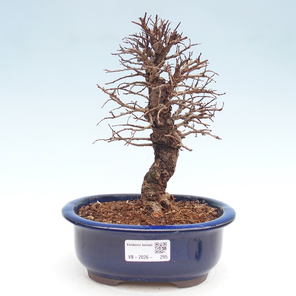 Kültéri bonsai - Zelkova - Zelkova NIRE